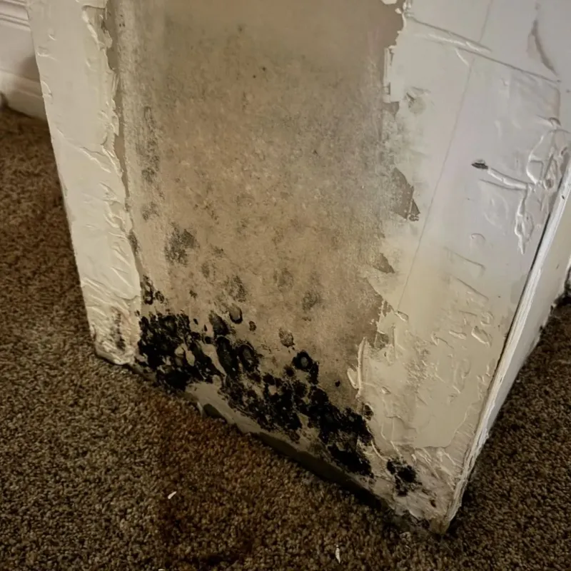 Professional Mold Removal in Muleshoe, TX